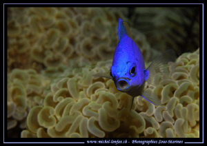 Face to face with this Blue Reef Chromis in the waters of... by Michel Lonfat 